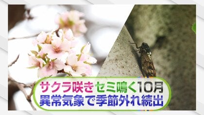 【異変】｢上野で桜が開花｣｢セミの声｣“季節外れ”の現象続々10月なのになぜ？きょう観測史上最も遅い真夏日に！