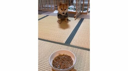 「早送りではありません」“待て”ずにご飯に近づく豆柴が950万回再生…その後の“ジタバタ”状況を聞いた【今年私バズりました】