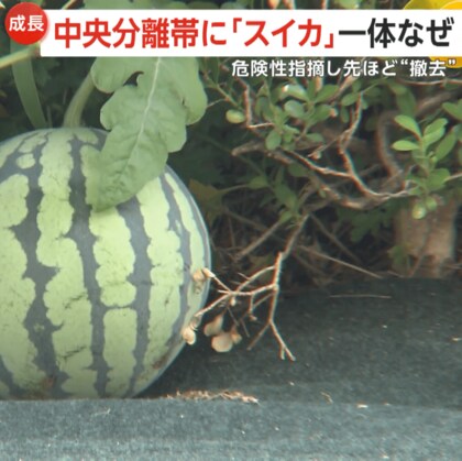 なんでこんな場所に！？“ど根性スイカ”が中央分離帯に！鳥が種を運んで自生か？事故の危険のため撤去　京都市