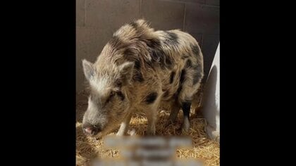 高速道路に“暴走ブタ”…警官が全速力に挟み撃ちでパトカーに“拘束”…トンネル“逆走イヌ”呼びかけ無視も後部座席に自らピョン　アメリカ