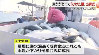 今季は約３万匹出荷へ…ハマチ養殖発祥の地・東かがわ市引田で「ひけた鰤」の出荷始まる【香川】