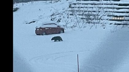 「ギャー」と悲鳴、覆い被さるクマを素手で殴り追い払う　温泉街では雪かき中に78歳男性が襲われ流血　各地で被害相次ぐ