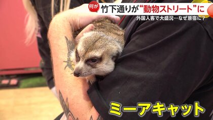 【癒やし】ミーアキャットやマイクロブタ…原宿・竹下通りが“動物ストリート”に！日本ならでは「動物カフェ」に外国人客大盛況