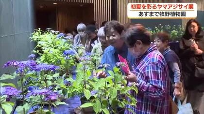 【高知】初夏を彩るヤマアジサイ