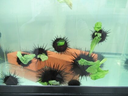 廃棄キャベツで育てた「キャベツウニ」を神奈川県が商標登録…身が太くて甘い理由を担当者に聞いた