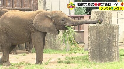 動物たちも暑い！ 耳をパタパタ、ひんやりスイーツも…様々な工夫で体を冷却　動物園での暑さ対策を調査【愛媛発】