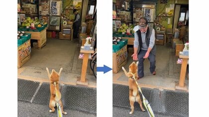 散歩中に立ち寄る“おっちゃん”に大好きを全力で伝える豆柴…飼い主が「悔しい！」と思うほどの関係性を聞いた