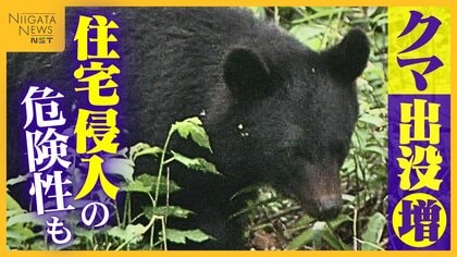“クマ”餌求め人里へ…新潟県内の人身被害過去最多に 専門家は“住宅侵入”の危険性指摘「施錠・ゴミ処理かなり配慮必要」