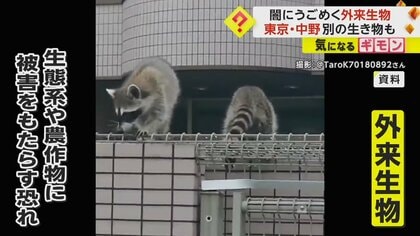 都内でハクビシンやアライグマの目撃相次ぐ　家の壁を食い破るなど被害も　生態系や農作物への影響懸念　都が注意喚起