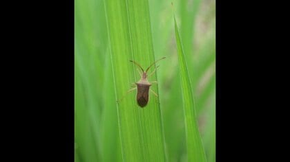 コメの天敵「カメムシ」平年の2倍に 米の品質低下など被害の恐れ 19年ぶりに注意報を発表 少雨と高温が原因か
