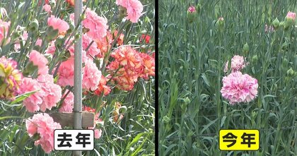 まもなく「母の日」なのに…“カーネーション”に異変　つぼみ目立ち、不十分な開花　生産者「去年の猛暑で苗が萎縮」