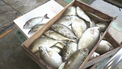 毒に独特なニオイ　「アイゴ」はちょっと...“海の厄介者”が一夜干しやジャーキーに変身で自然を豊かに【大分発】