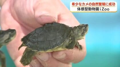 絶滅危惧種に指定　希少なニシキセタカガメの自然繁殖に成功　体感型動物園iZoo　飼育下での孵化は世界でも稀な例