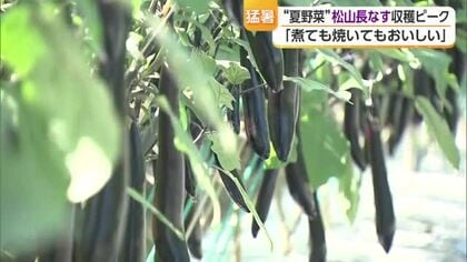 「焼くのも煮るのもおいしい」夏にぴったり！“松山長なす”の収穫ピーク　１１月まで楽しめそう【愛媛】