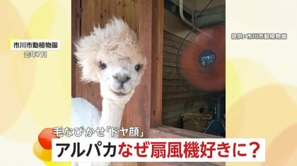 なぜ？扇風機好きのアルパカ　毛をなびかせながら“ドヤ顔”で960万回再生…今年も注目集まる　千葉・市川市