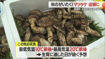 秋の味覚の王様「マツタケ」 出始め遅れるも形・香りは良質 子どもたちが育てたサトイモで「芋煮会」も【山形発】｜FNNプライムオンライン