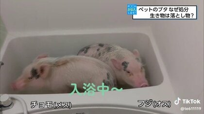 ペット ミニブタ 感染症 殺処分 販売