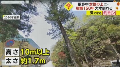 樹齢150年】「木の中から人を…」高さ10m、太さ1.7m モミの木が倒れ