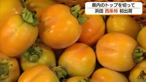 秋の味覚・西条柿「こづち」県内トップを切って出荷始まる　猛暑を乗り越え甘い仕上がりに（島根・浜田市）