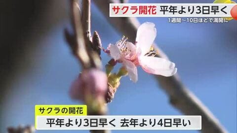 サクラ開花発表 1週間～10日ほどで満開に【佐賀県】