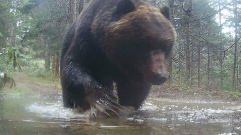 【市街地をクマが疾走】高校の正門前には“大きなフン”も…北海道各地で巨大グマが 体重300キロ超でカメラをなぎ倒す姿も…冬眠前に畑でトウモロコシを大量に食べたか 人里に出没する可能性は