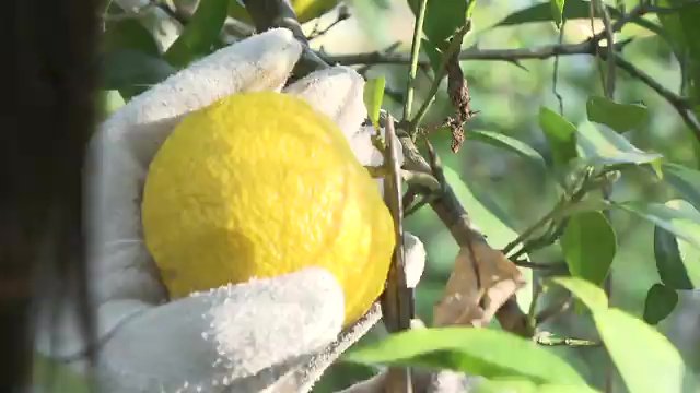 収穫の大変さを知りより気持ちが強く