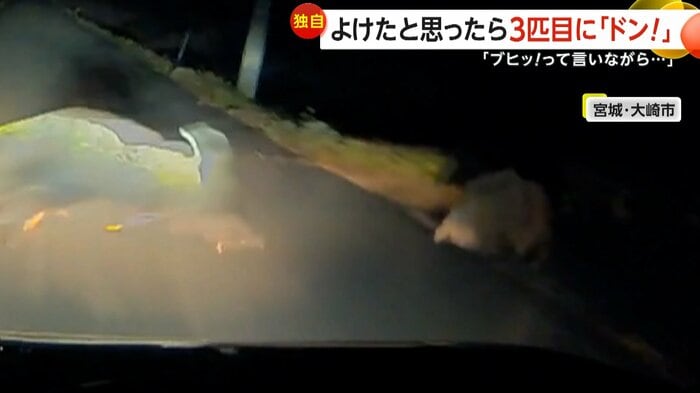 イノシシが飛び出してくる（視聴者撮影）