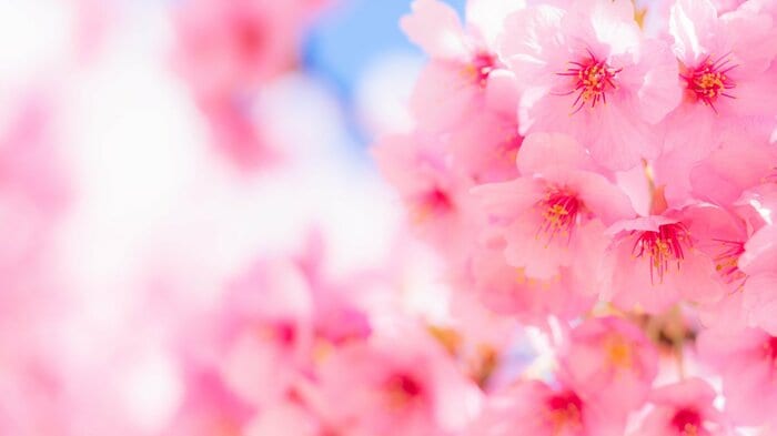 桜のイメージ