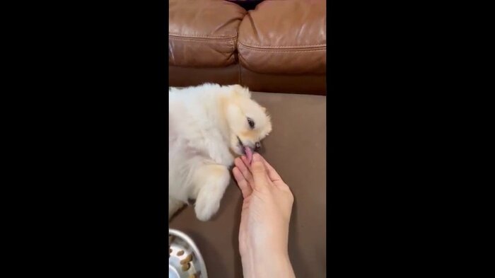 指をなめる様子も可愛い