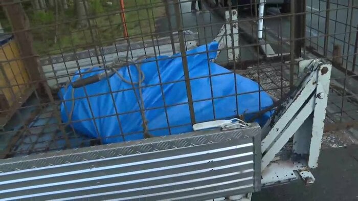 駆除されたクマは体長約1.5メートル、体重約70kg