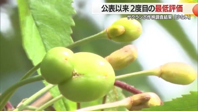 これから色づいていくサクランボの実