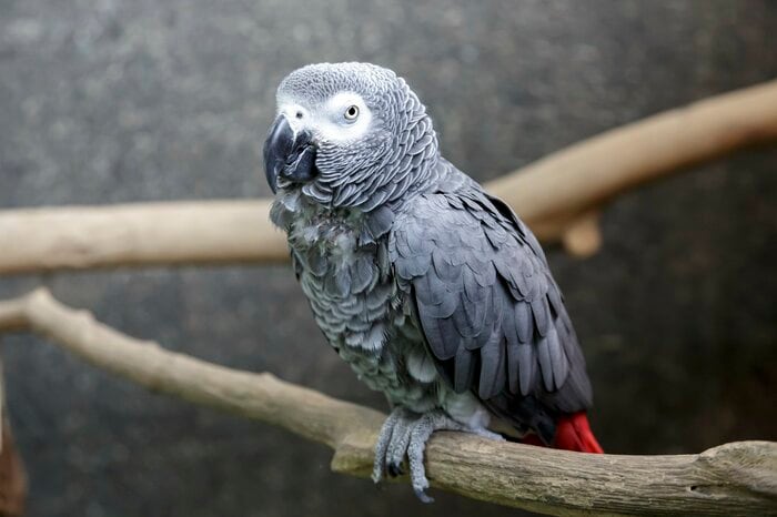 大型の鳥は鳴き声が大きくトラブルの原因にも…(画像はイメージ)