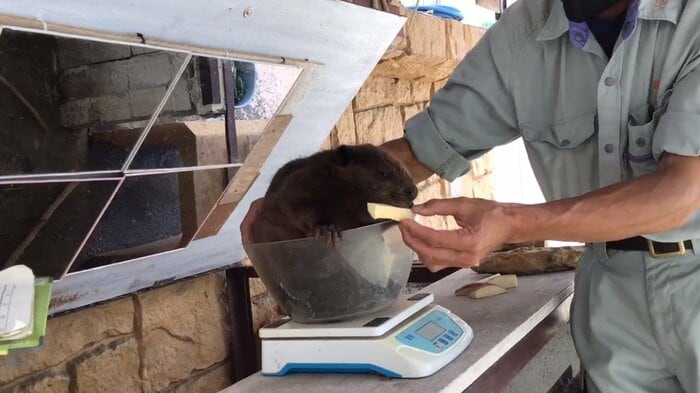 赤ちゃんビーバーの体重測定 提供:甲府市遊亀公園附属動物園