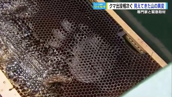 クマの手形が残された養蜂箱
