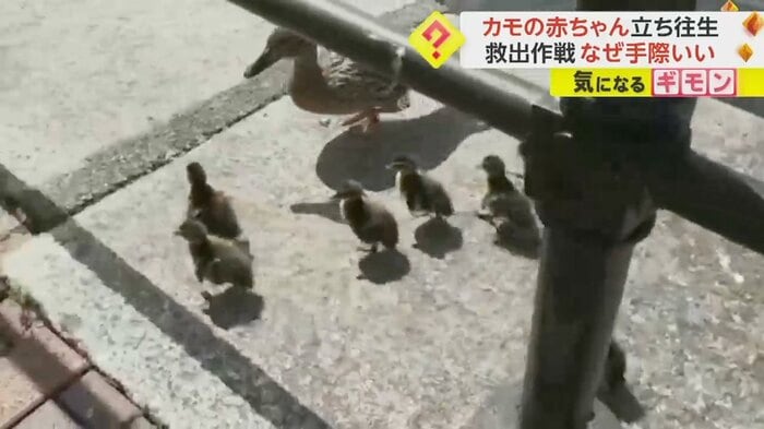 水辺を目指すカモたち