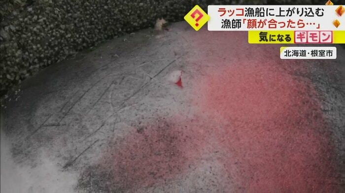 船に付いた歯で噛んだような跡