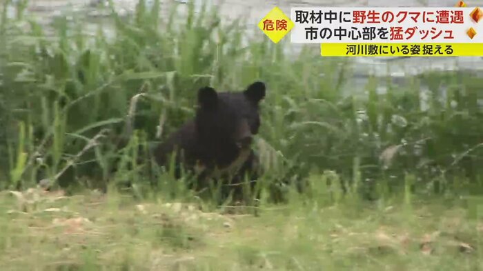 いったん草の陰に入り、しばらくして少し離れた場所に現れたクマ