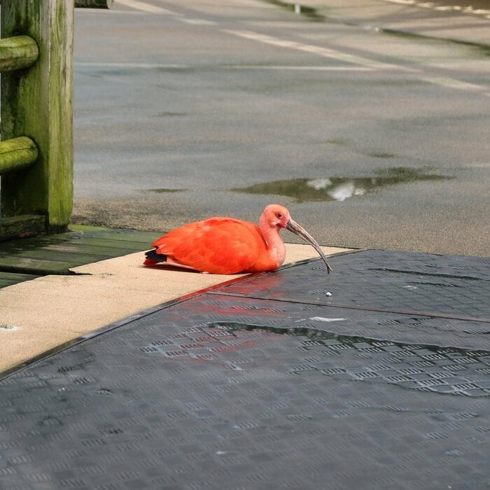 通路上で羽を休めるショウジョウトキ(提供:松江フォーゲルパーク)