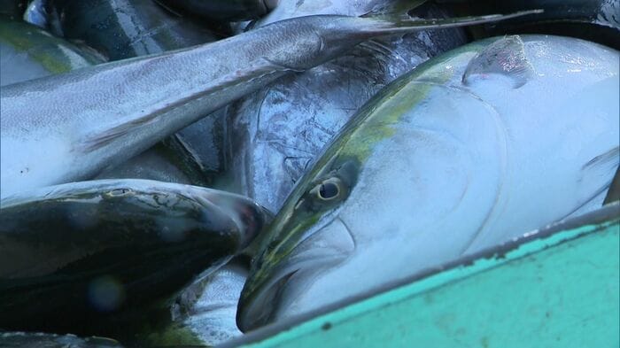 かつては函館で水揚げされることがなかったブリ