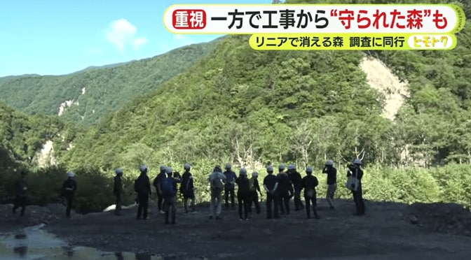 ドロノキの群落