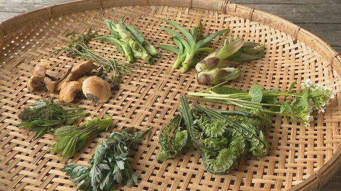 11種類の山菜を収穫