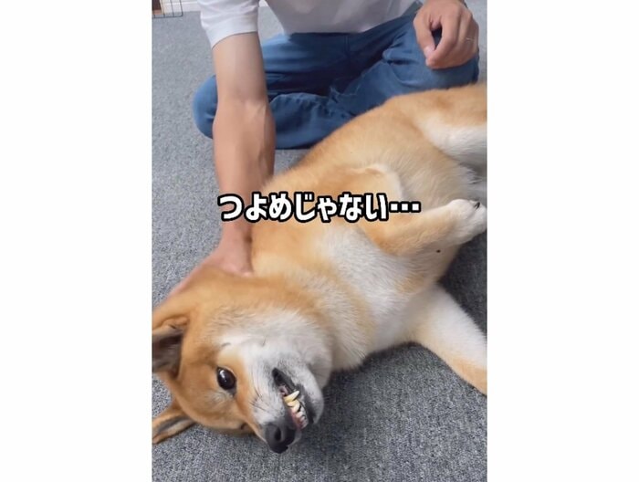 パパに「つよめじゃない…」優しくなでてほしい様子(提供:柴犬ぽてとさん)