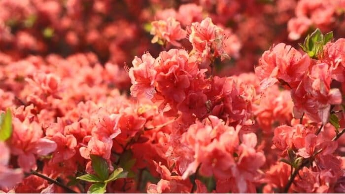 赤色の濃い「山ぎり」