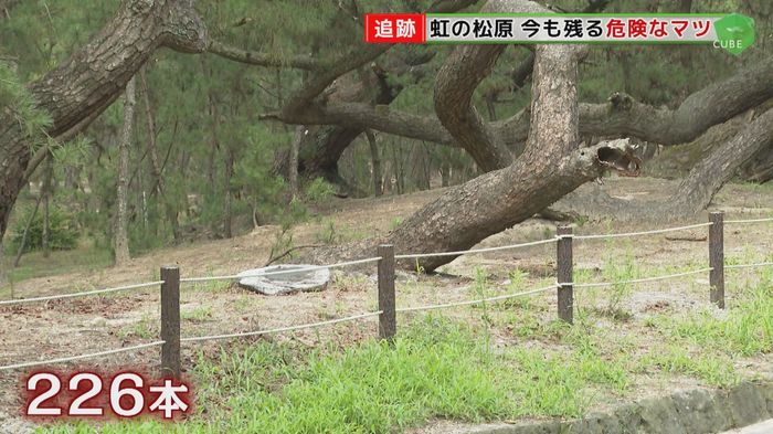 「虹の松原」男児死亡事故から1年 「保全」と「安全」で揺れる議論に決着は