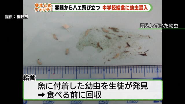 学校給食で…容器からハエ飛び立つ さらに焼き魚に幼虫が付着 静岡・裾野市