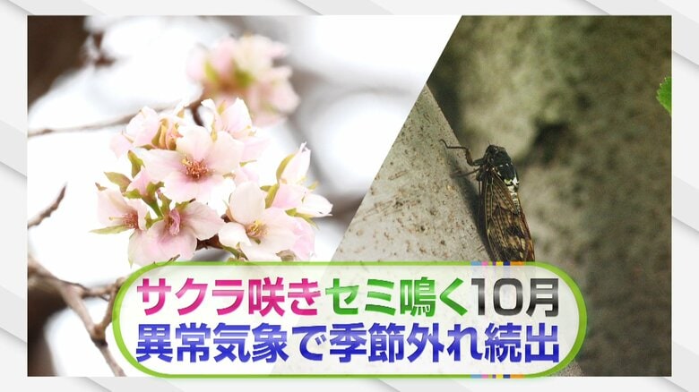 【異変】｢上野で桜が開花｣｢セミの声｣“季節外れ”の現象続々10月なのになぜ？きょう観測史上最も遅い真夏日に！｜FNNプライムオンライン