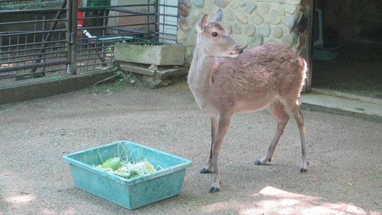 メスの二ホンジカ1頭が脱走も…約5分後に無事捕獲「飼育員が獣舎清掃中カギをかけ忘れ」｜FNNプライムオンライン