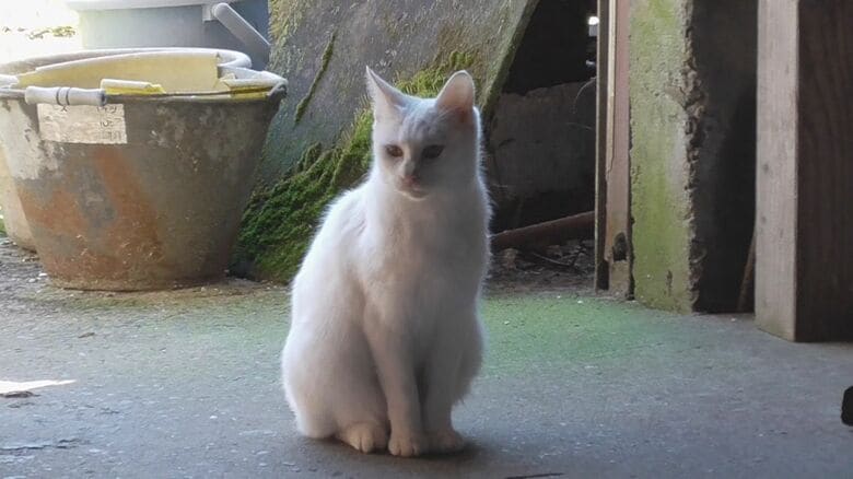 飼い主の死亡・多頭飼育崩壊…“高齢者のペット飼育”愛するペットのためにも備えを「死後の準備は健康なうちに」新潟｜FNNプライムオンライン