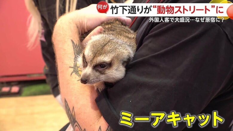【癒やし】ミーアキャットやマイクロブタ…原宿・竹下通りが“動物ストリート”に！日本ならでは「動物カフェ」に外国人客大盛況｜FNNプライムオンライン