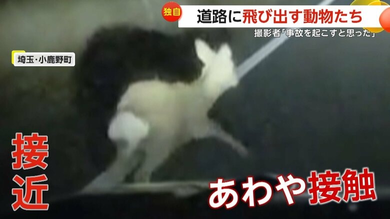 【独自】「事故を起こすかと…」道路に飛び出す動物たち…突然向きを変え車に接近するシカ、道路にキツネが飛び出すスポットも｜FNNプライムオンライン